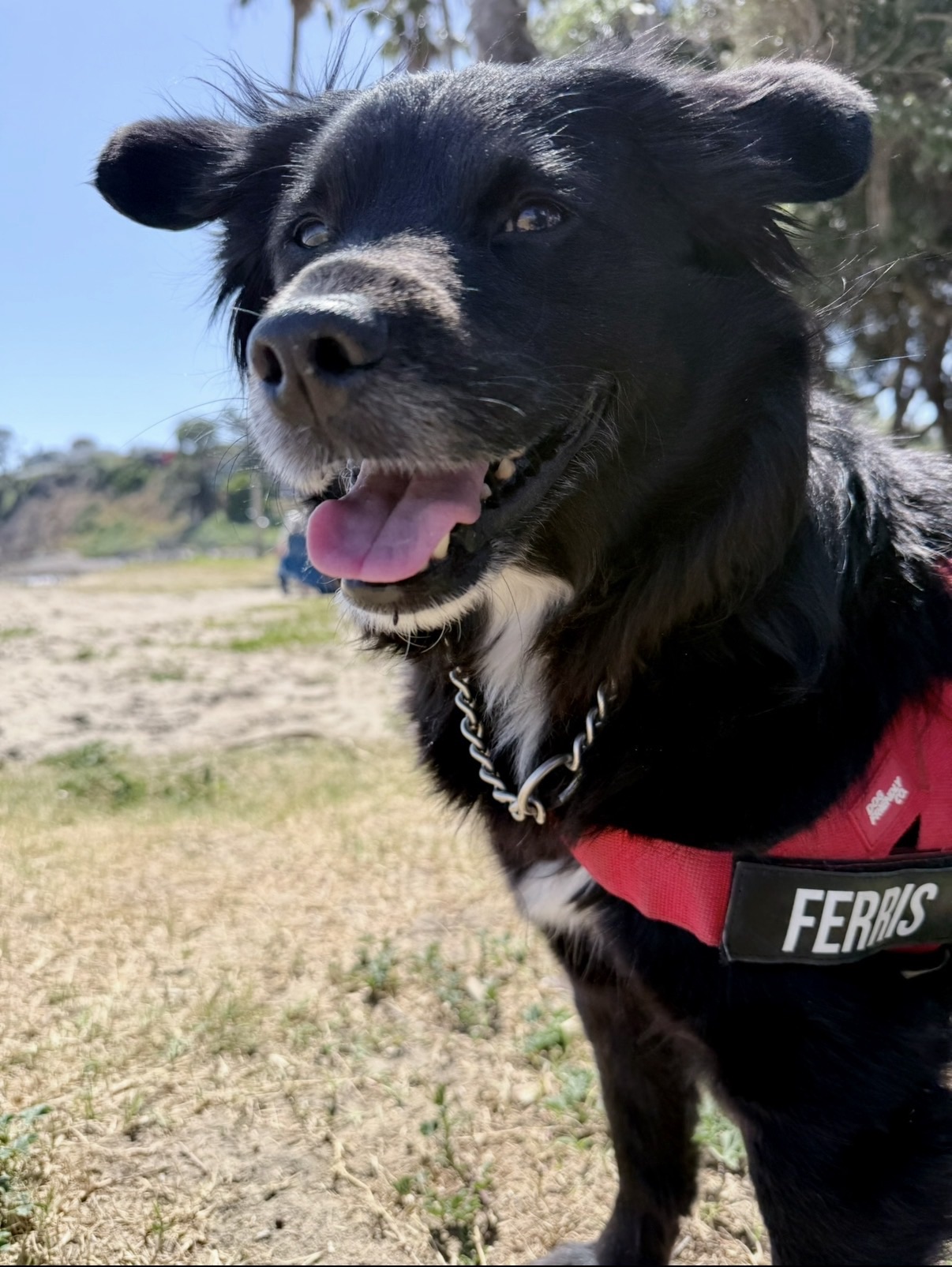 Ferris